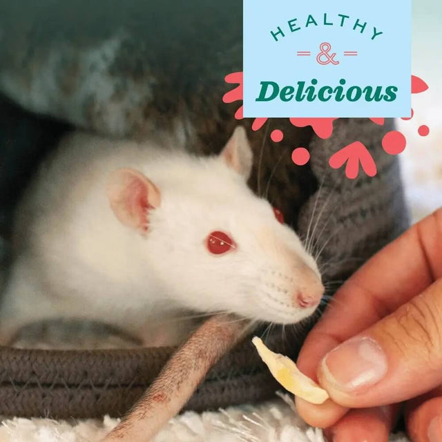 cute white rat enjoying a healthy banana treat from a person's hand in a cozy setting