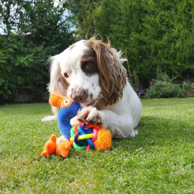 Dog playing with colorful plush toys on green grass, enjoying interactive and engaging playtime activities.
