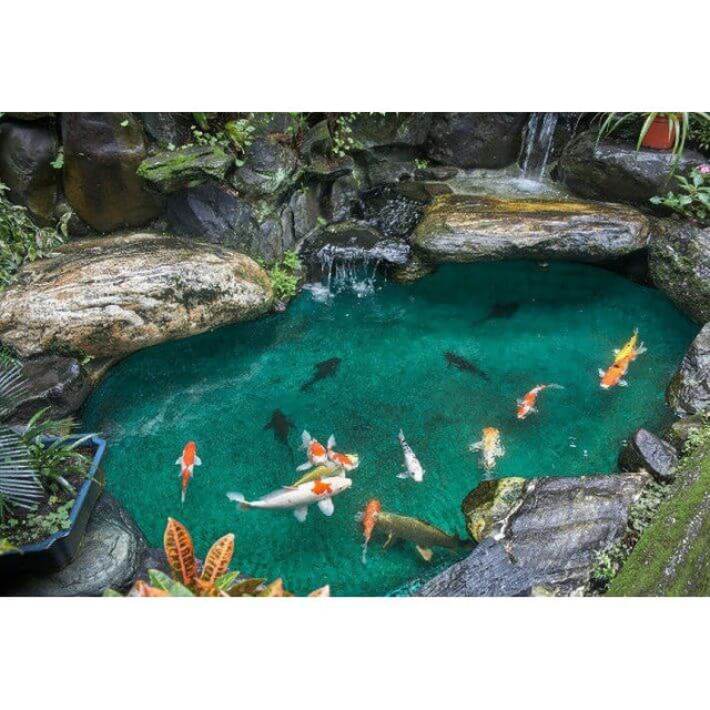 vibrant koi fish swimming in a clear pond surrounded by rocks and greenery, showcasing a tranquil water feature.
