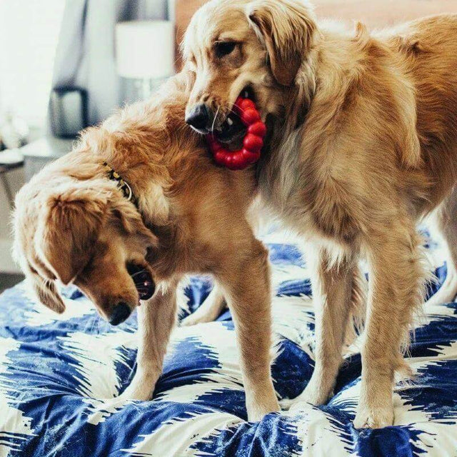 Two golden retrievers playing with a KONG Red Ring dog chew toy on a blue and white patterned blanket.