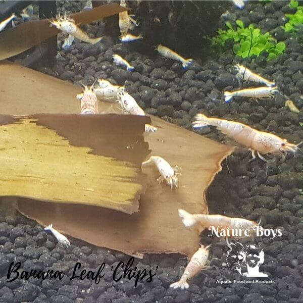 Nature Boys Banana Leaf Chips in aquarium with shrimp enjoying the natural habitat.