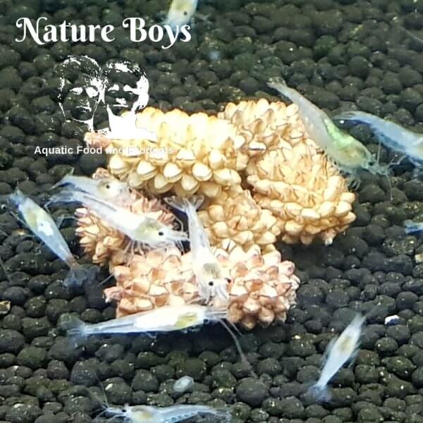 Nature Boys Casuarina Cones in aquarium with freshwater shrimp, enhancing aquatic environment and aesthetics.