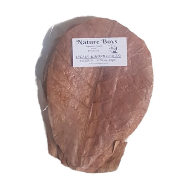 Nature Boys Indian Almond Leaves, medium size, beneficial for betta and shrimp aquariums. Ideal for aquatic enthusiasts.