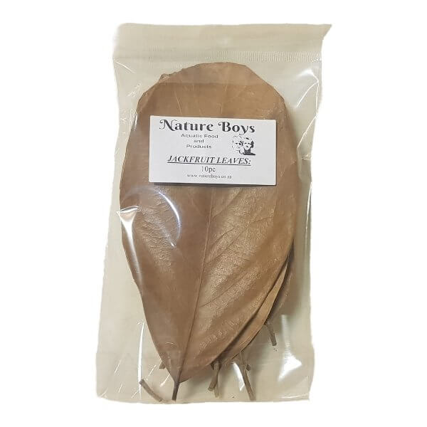 Nature Boys Jackfruit Leaves pack of 10, ideal for enhancing shrimp habitats and aquatic environments.