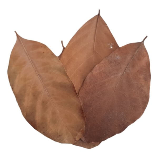 Nature Boys Jackfruit Leaves (10pc) providing natural habitat benefits for shrimp and aquatic environments.