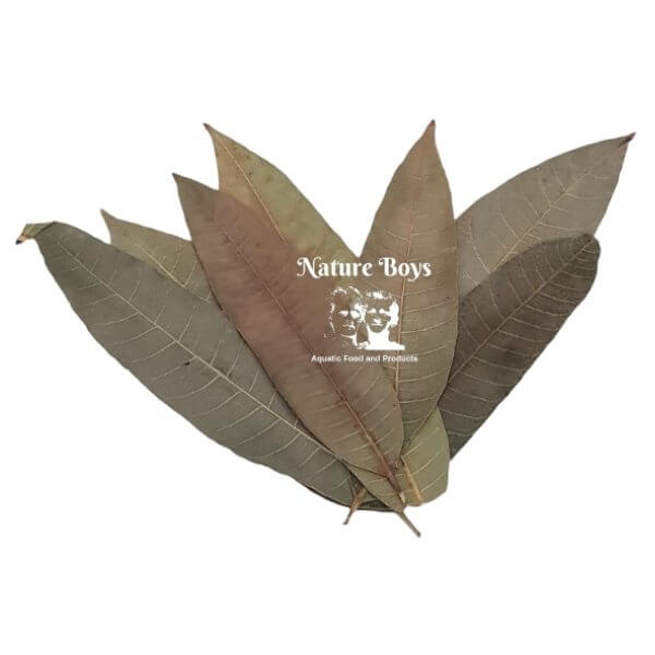 Nature Boys Mango Leaves for aquariums, showcasing natural aquatic benefits and enhancing fish health.