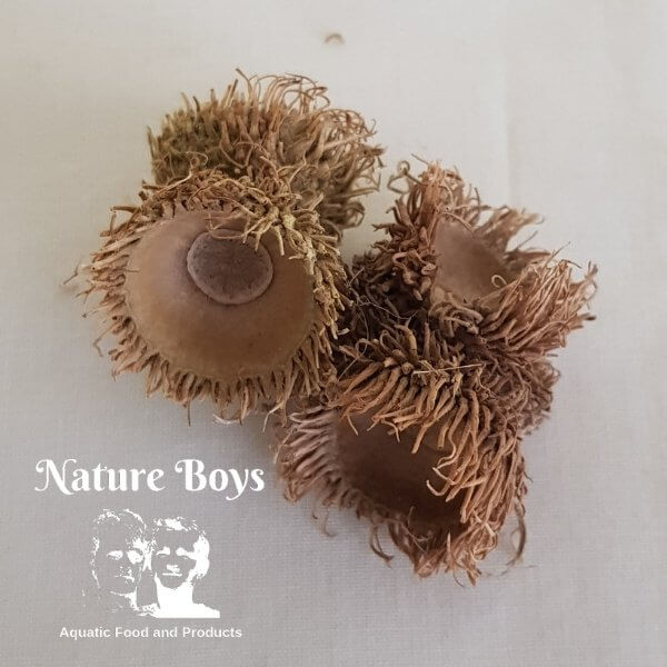 Nature Boys T-Husks, sustainably sourced aquarium decor enhancing natural tank environments.