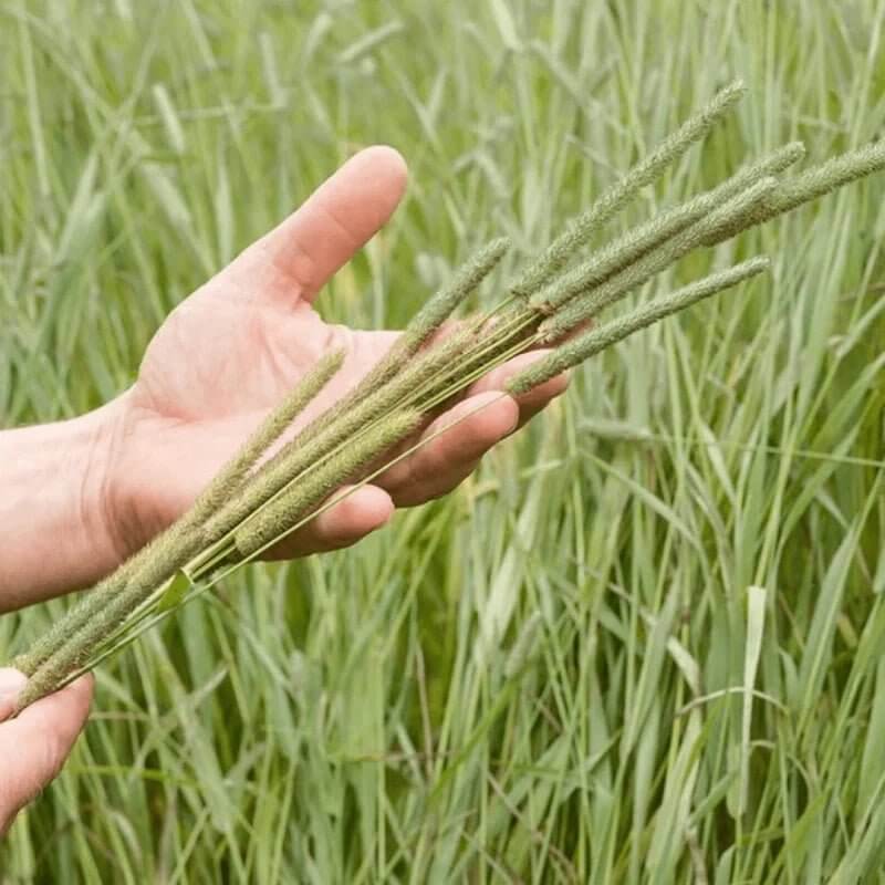 Hand holding fresh timothy grass stalks in a lush green field, showcasing natural hay ingredients for pets.