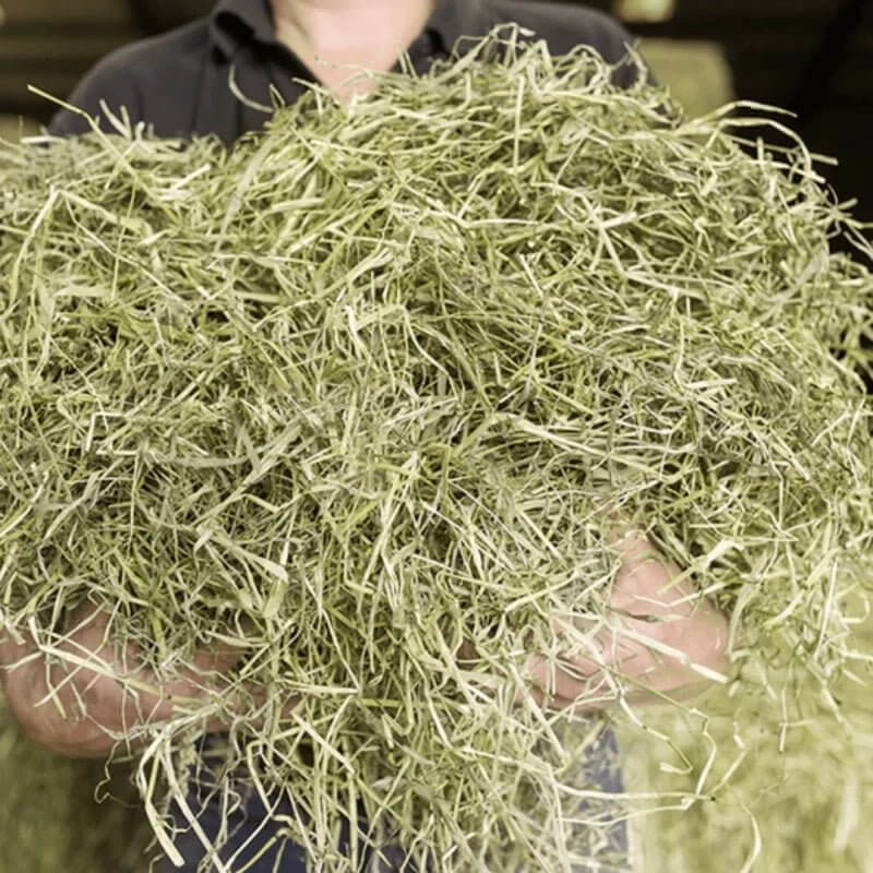 Person holding fresh, green timothy hay, showcasing its natural, high-fiber quality for pet nutrition.