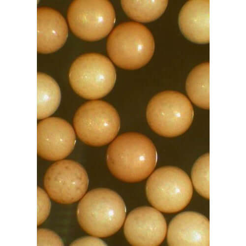 Close-up of Ocean Nutrition Brine Shrimp Eggs, showcasing healthy Artemia Cysts ready for hatching.