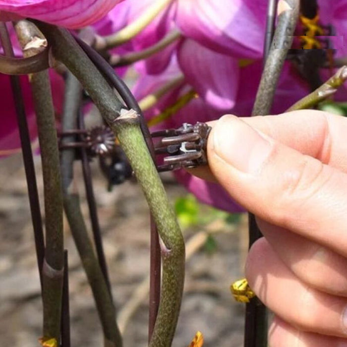 Orchid Clips - Garden Plant Branch Stem Support Clips Jumbo - Set of 100 - Buy Online - Jungle Aquatics