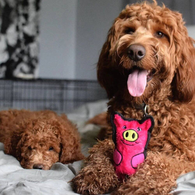 Adorable dogs with the Outward Hound Invincible Mini Pig toy, showcasing durability and fun for pets.