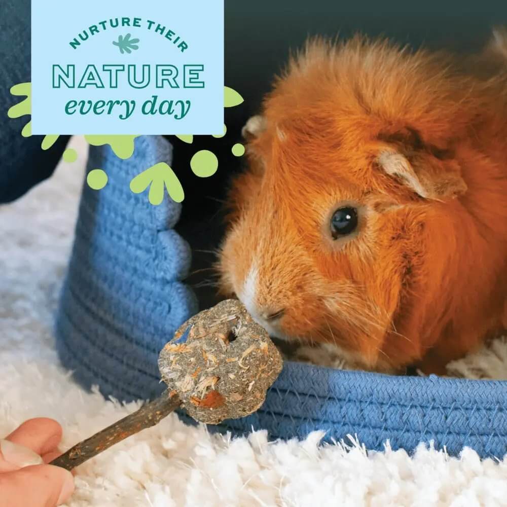 Guinea pig exploring a natural chew toy in a cozy setting, promoting enrichment and playfulness.