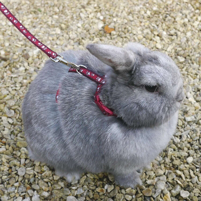 Small gray rabbit wearing a paw print harness and lead, sitting on gravel, enjoying outdoor exploration.