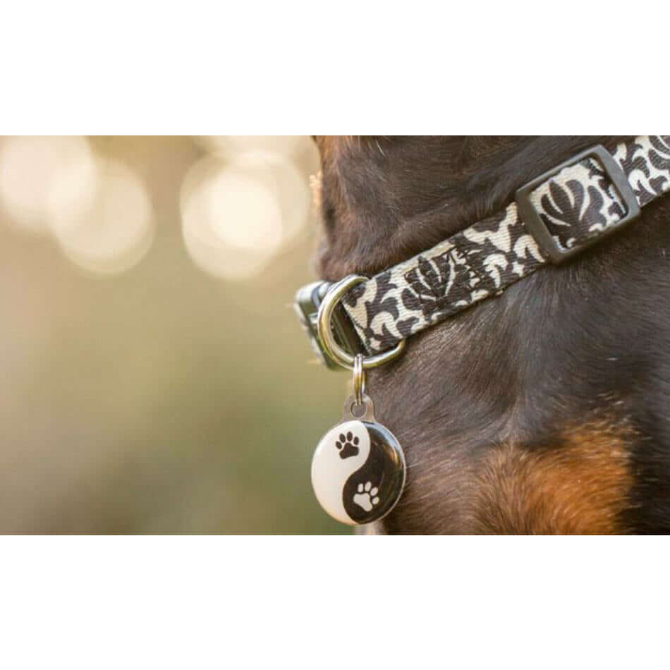 Close-up of a dog's collar featuring a stylish Chewy Vuiton pet ID tag with a paw print design.
