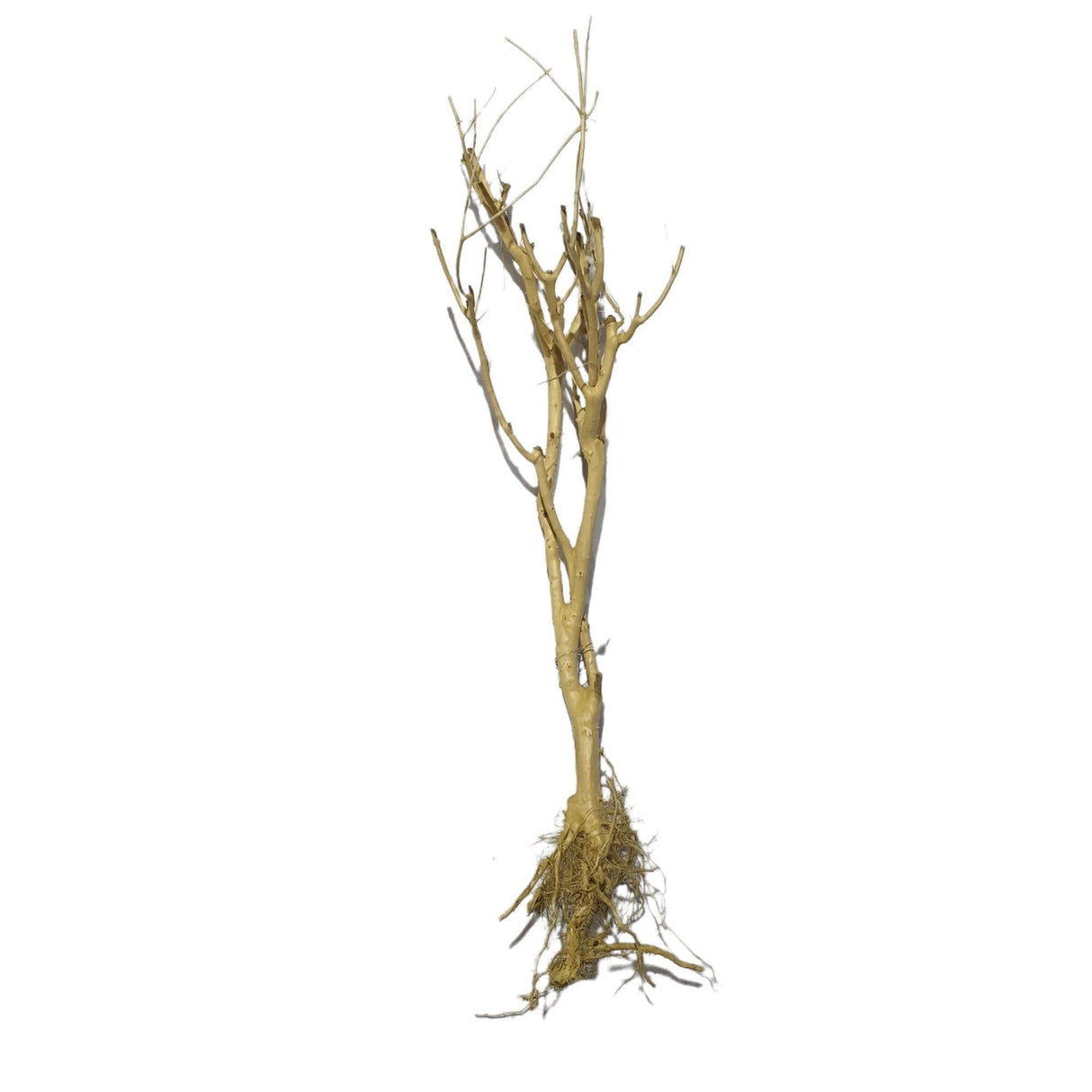 Phontinia wood, 25-30cm, ideal for aquascaping with natural textures and shapes for aquarium design.