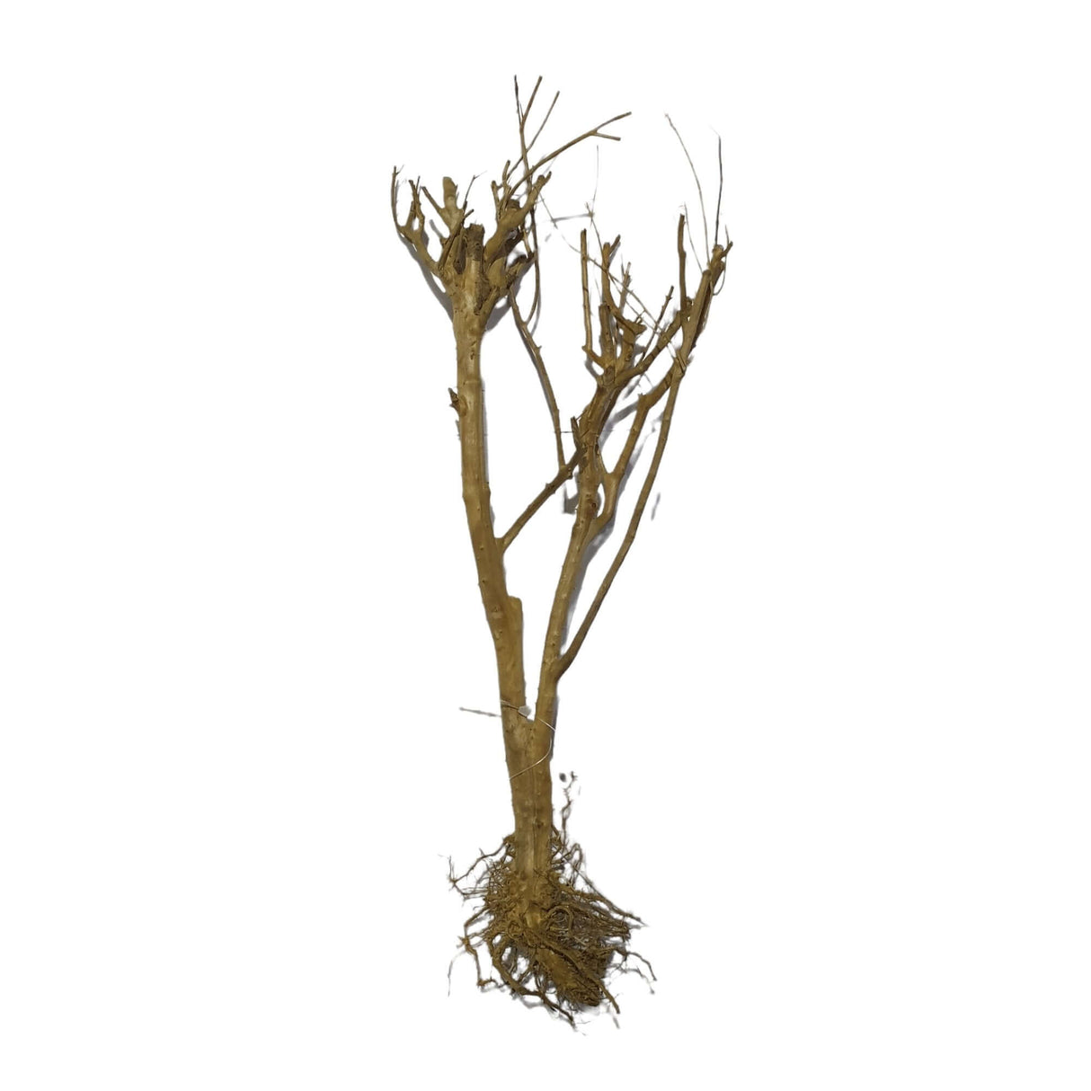 Phontinia Wood for aquascaping, assorted pieces, height 25-30cm, natural decoration for aquariums and terrariums.