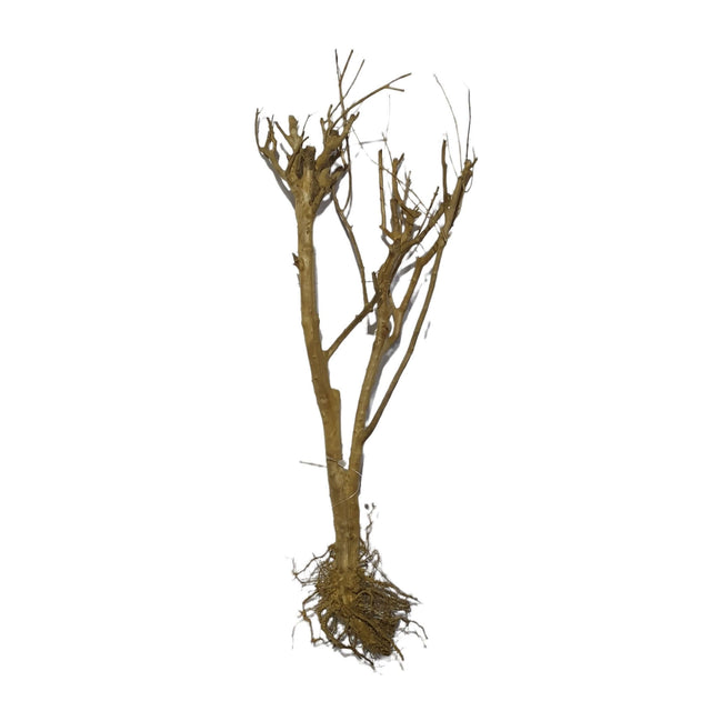 Phontinia Wood for aquascaping, assorted pieces, height 25-30cm, natural decoration for aquariums and terrariums.