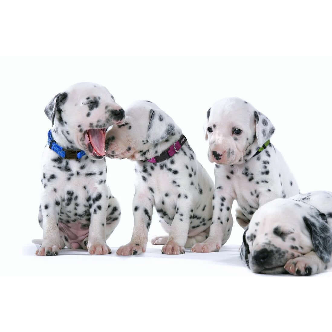 Four playful Dalmatian puppies wearing colorful collars, showcasing friendship and fun in a bright setting.