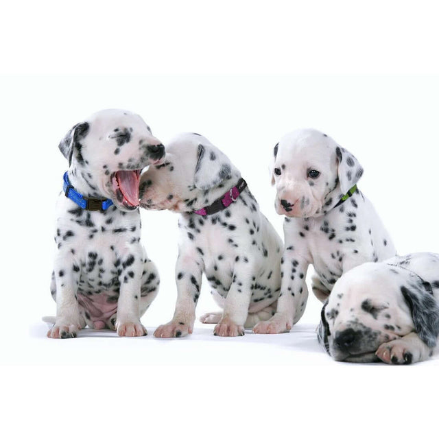 Four playful Dalmatian puppies wearing colorful collars, showcasing friendship and fun in a bright setting.