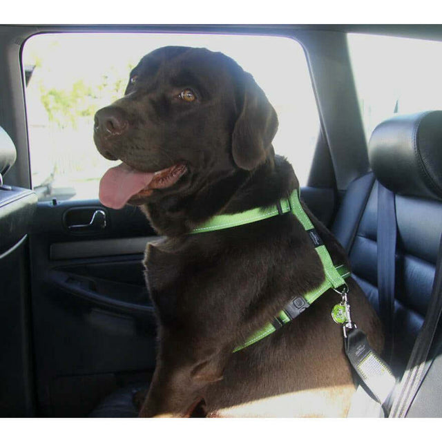 Chocolate Labrador sitting safely in car wearing Rogz Car-Safe harness, ensuring pet safety and preventing driver distraction.