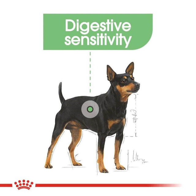 Illustration of a dog highlighting digestive sensitivity with informative text.