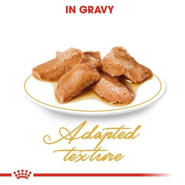 Royal Canin Maine Coon Adult cat food in gravy with adapted texture served on a white plate.