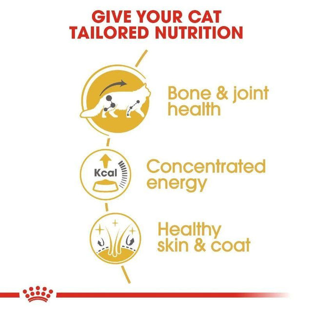 Infographic on tailored nutrition for cats highlighting bone and joint health, concentrated energy, and healthy skin and coat.