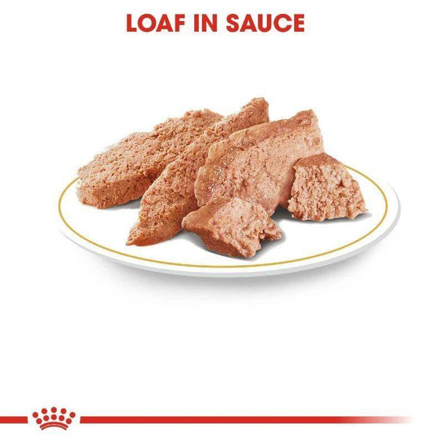 Royal Canin Yorkshire Terrier wet food in loaf form on a plate, showcasing the rich texture and savory sauce.