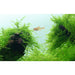 Tropica 003 POR - Taxiphyllum Barbieri - Buy Online - Jungle Aquatics