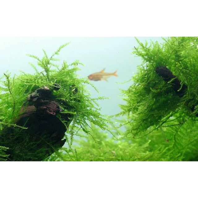 Lush green Taxiphyllum barbieri moss in an aquascape with a fish swimming in the background. Ideal for aquatic decoration.