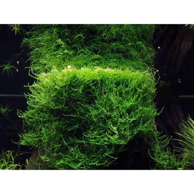 Lush green Taxiphyllum barbieri moss thriving in an aquarium, ideal for decoration and aquatic landscaping.