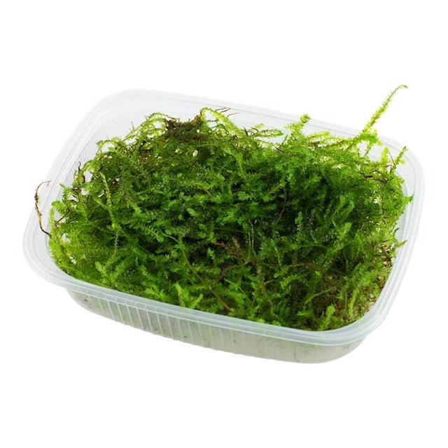 Tropica 003 POR - Taxiphyllum Barbieri moss plant in a clear container, ideal for aquariums and decorations.