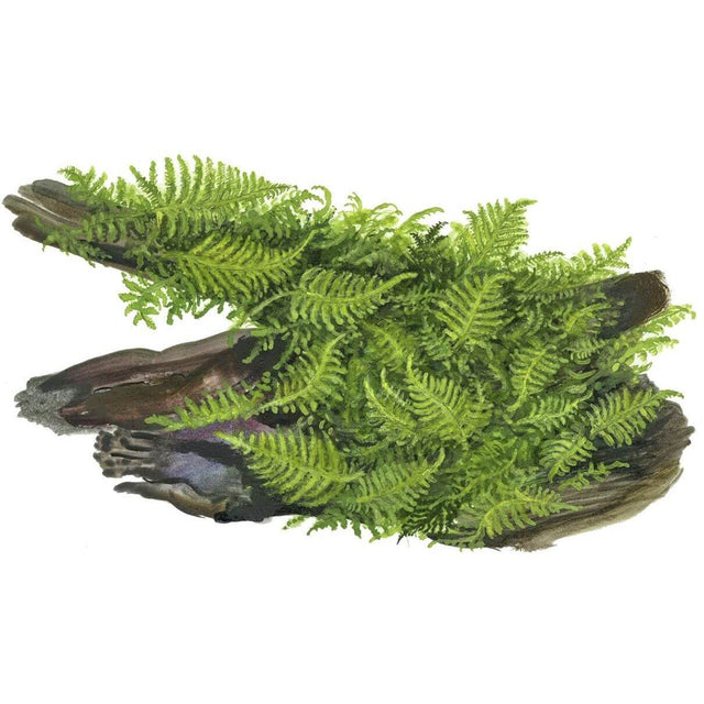 Tropica 003A POR Christmas Moss on driftwood, showcasing vibrant green foliage ideal for aquariums.