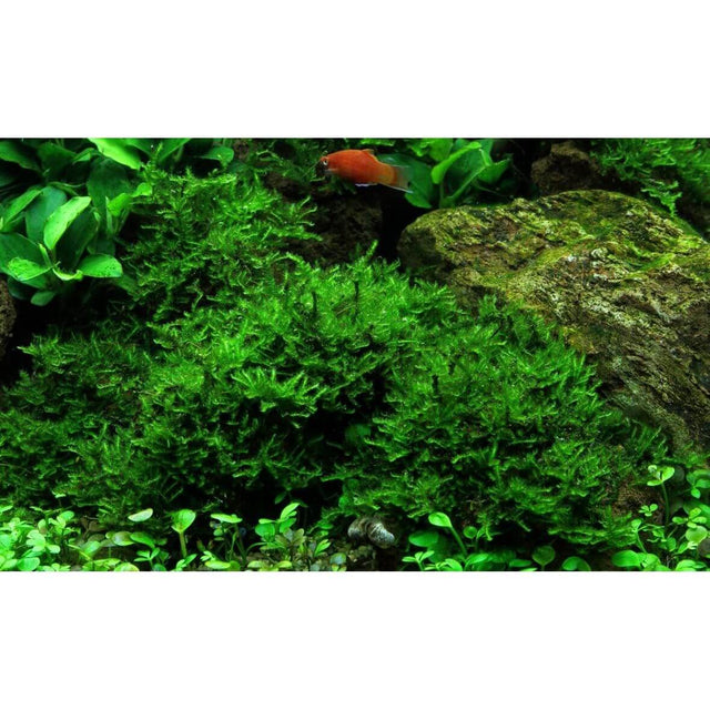 Lush green Tropica 003A Christmas Moss in an aquarium with surrounding plants and rocks.