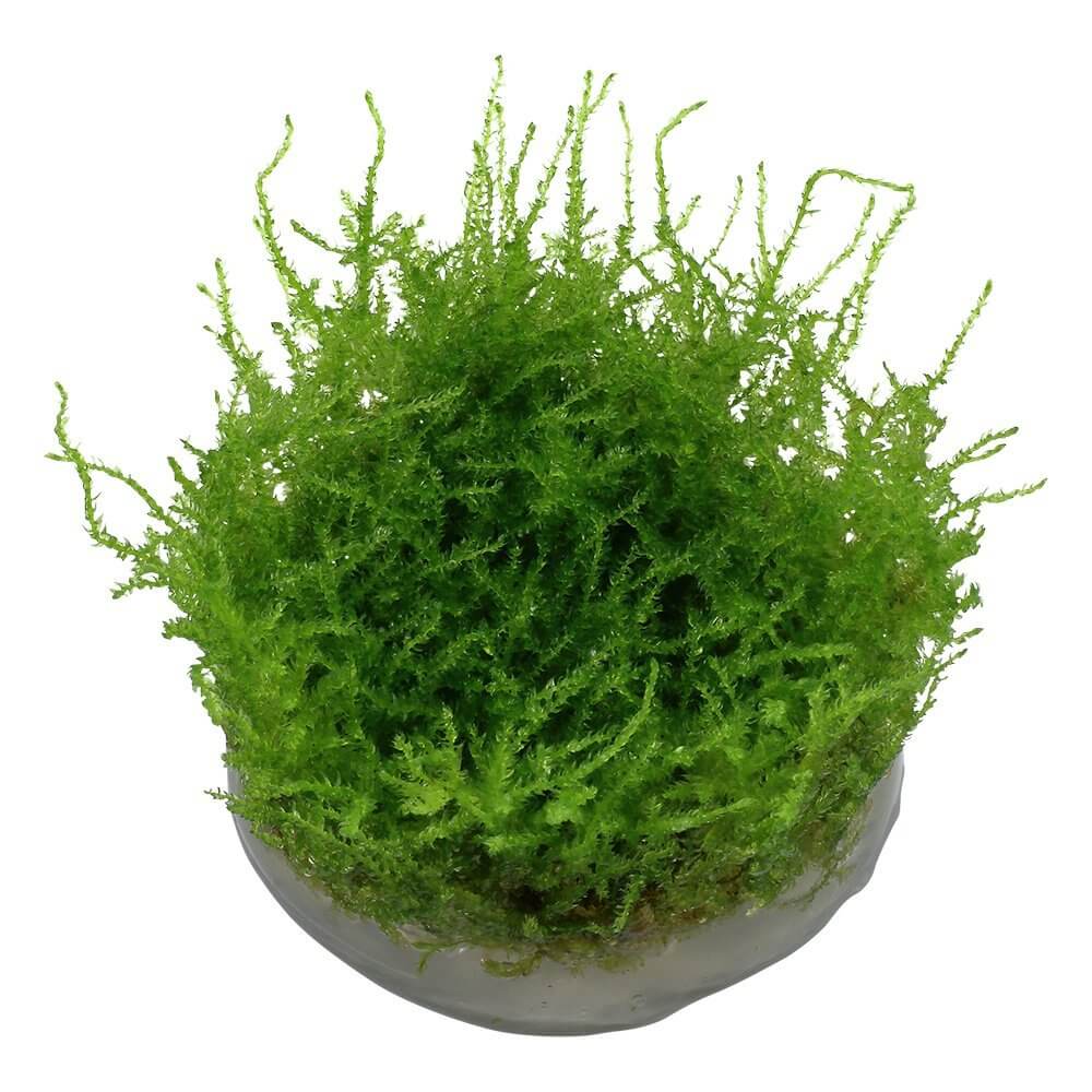 Lush green Vesicularia montagnei Christmas moss in a clear cup, ideal for aquariums and tissue culture setups.