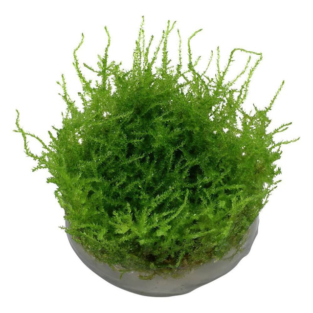 Lush green Vesicularia montagnei Christmas moss in a clear cup, ideal for aquariums and tissue culture setups.
