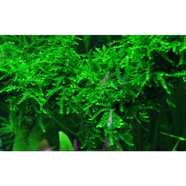 Vibrant green Vesicularia ferriei 'Weeping' moss in an aquarium, showcasing lush tissue culture plant growth.