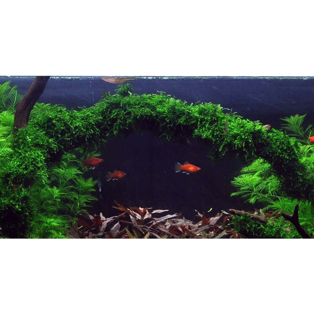 Vibrant aquarium scene featuring Vesicularia ferriei Weeping moss and colorful fish swimming beneath lush greenery.