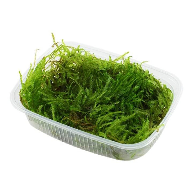 Fresh Taxiphyllum Spiky moss in a clear container, ideal for aquascaping and aquatic plants.