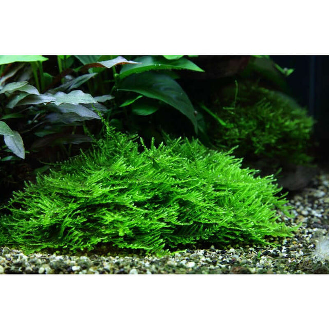 Lush green Taxiphyllum Spiky aquarium plant forming a dense carpet in an aquascape setting.