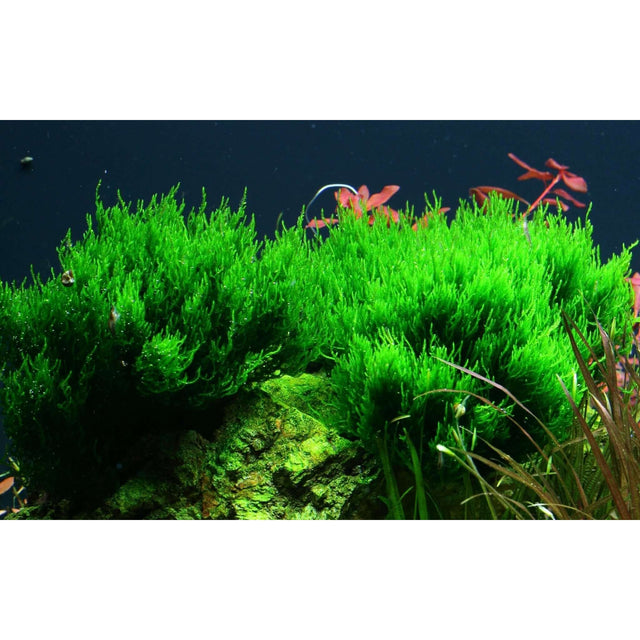 Lush green Taxiphyllum Flame moss thriving in an aquarium, showcasing its vibrant texture and growth patterns.