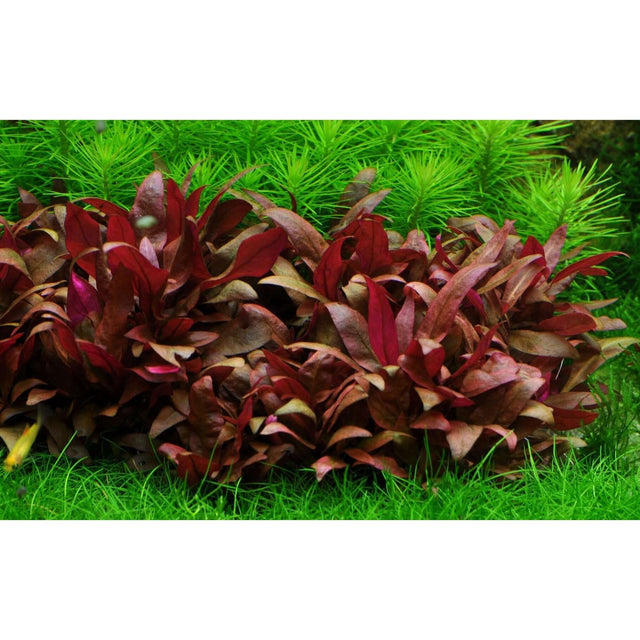 Vibrant Tropica 023C Alternanthera reineckii Mini tissue culture plant on green aquarium backdrop.