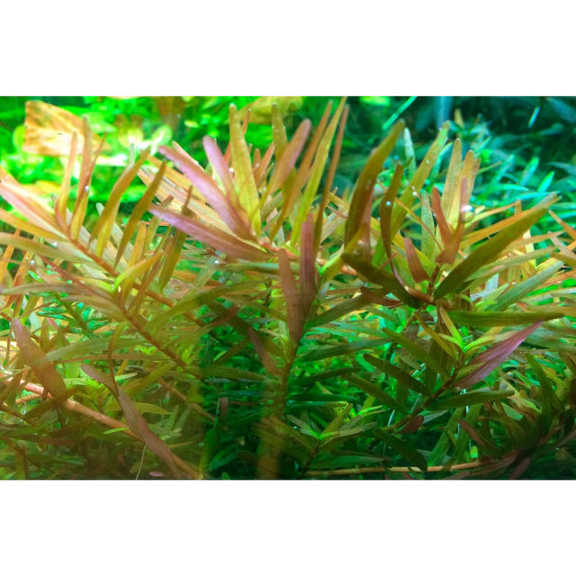 Tissue culture Rotala rotundifolia Hra plant with narrow leaves, ideal for aquariums, showcasing vibrant green and reddish hues.