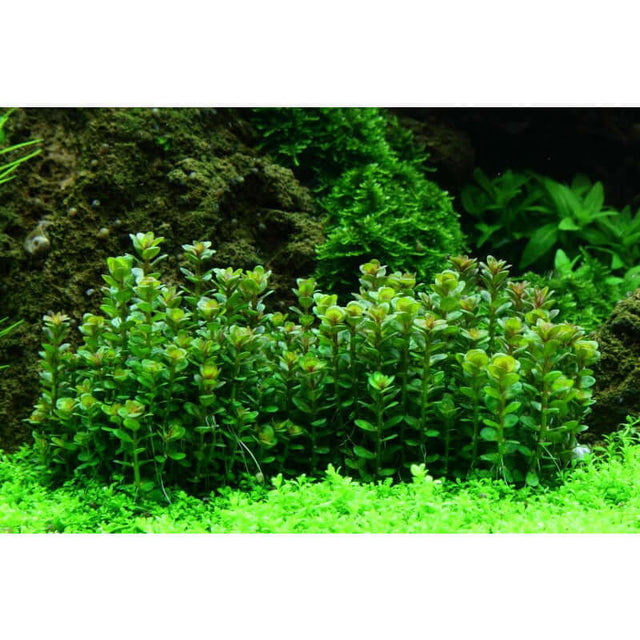 Lush Rotala indica Bonsai tissue culture plants thriving in an aquascape with green substrate.