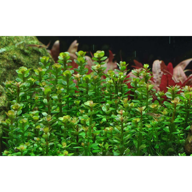 Tropica 033E Tissue Culture Rotala indica Bonsai lush green aquatic plant in aquarium setting.