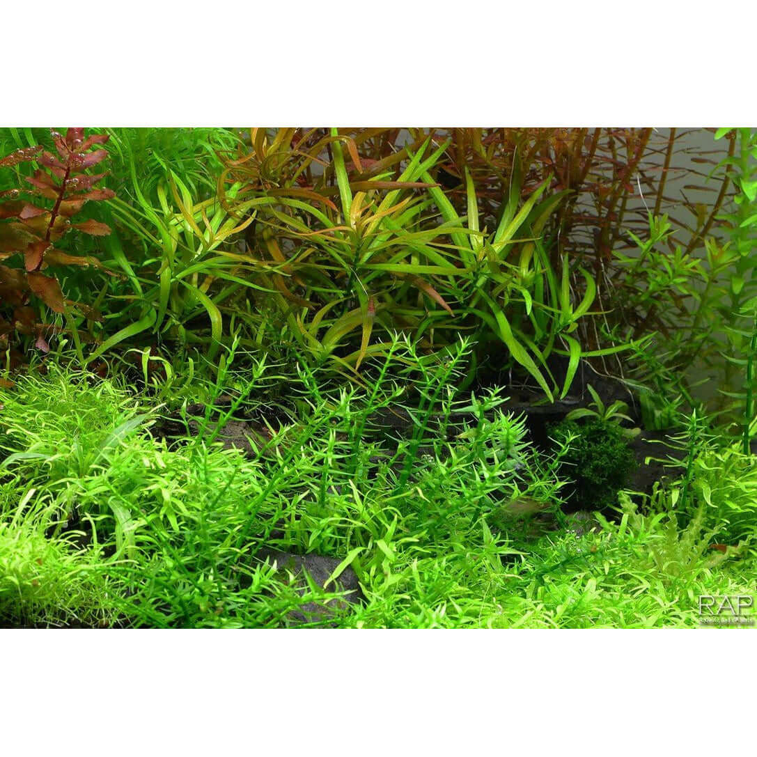 Lush aquascape featuring vibrant green aquatic plants in a thriving aquarium environment.