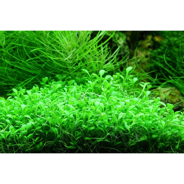 Lush green Tropica 045A Tissue Culture - Glossostigma Elatinoides, ideal foreground plant for aquariums.