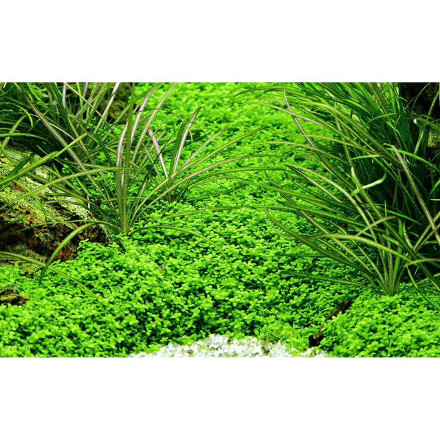 Lush green carpet of Micranthemum callitrichoides Cuba aquarium plant with grass-like foliage in a vibrant aquascape.