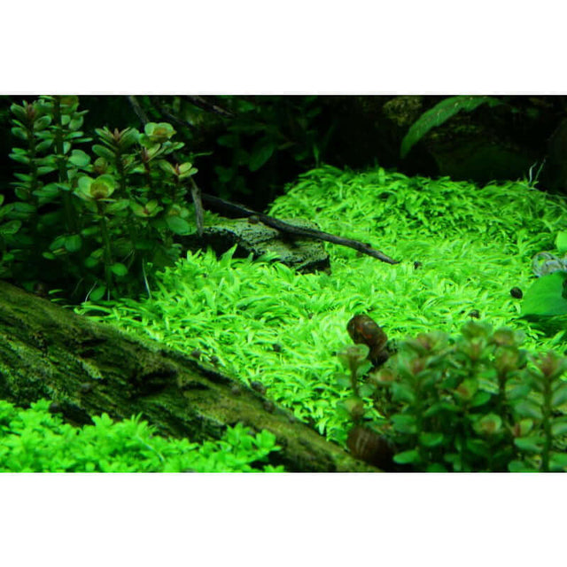Lush green Utricularia graminifolia tissue culture in an aquarium setting with aquatic plants and driftwood.
